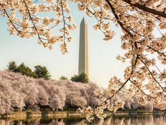 Best hair transplant clinics and doctors in Washington